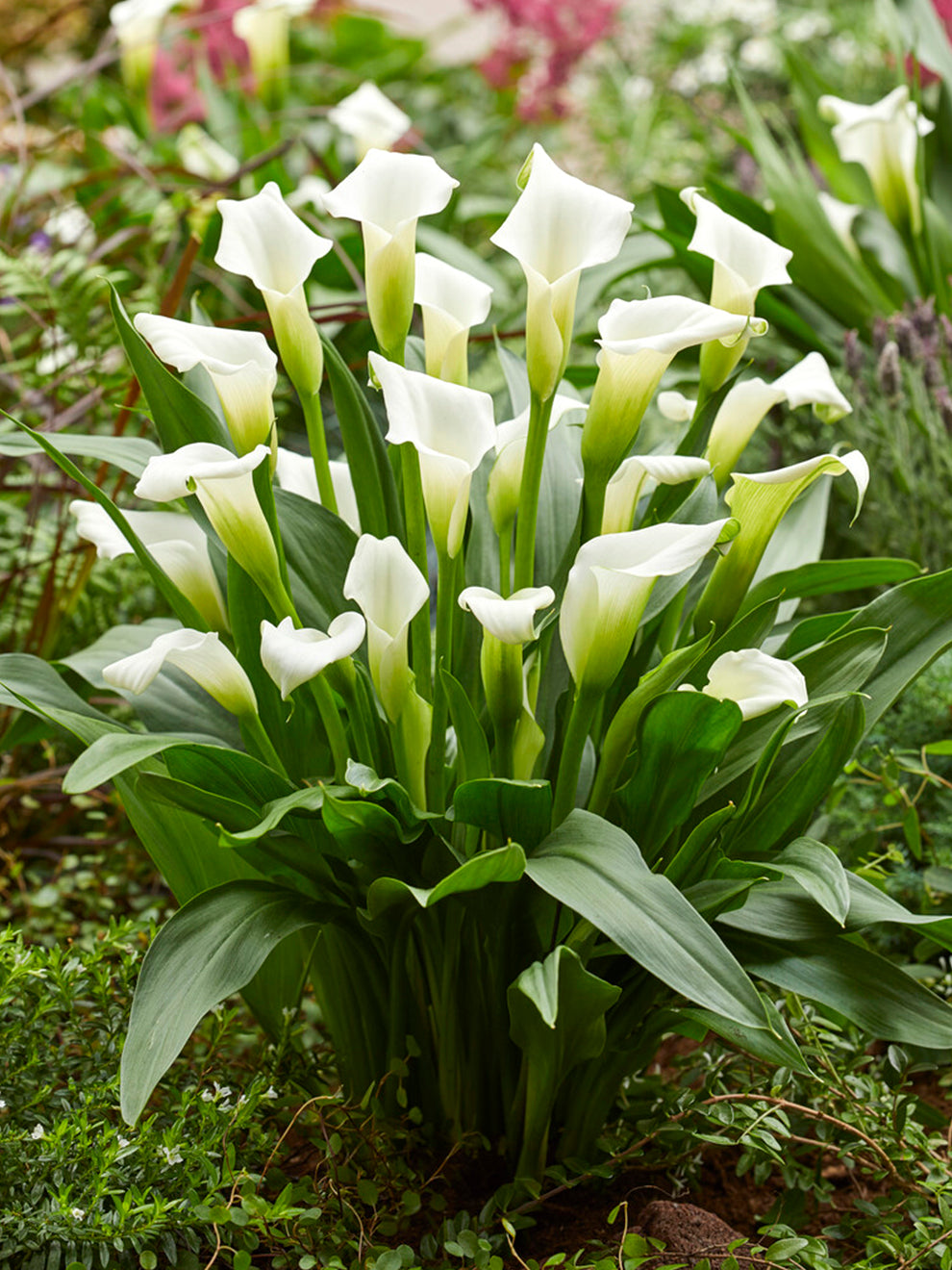 Calla Rocket Calla Lily White Art | Calla Lily Bulbs | DutchGrown™