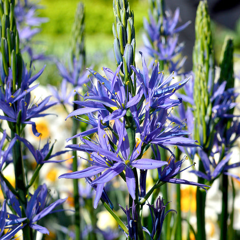 Camassia Camas Lily - Camassia Esculenta