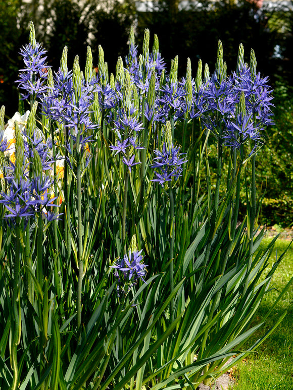 Indian Hyacinth Bulbs - Blue Camassia Esculenta