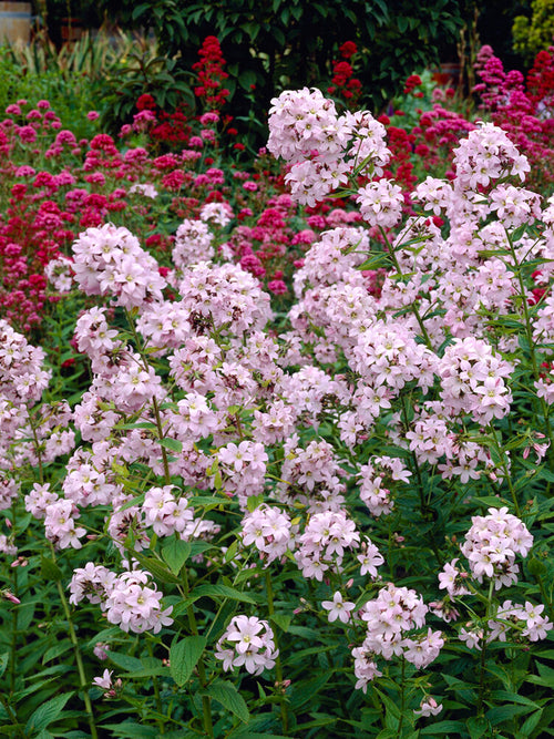 Campanula Loddon Anna Bare Root Plants
