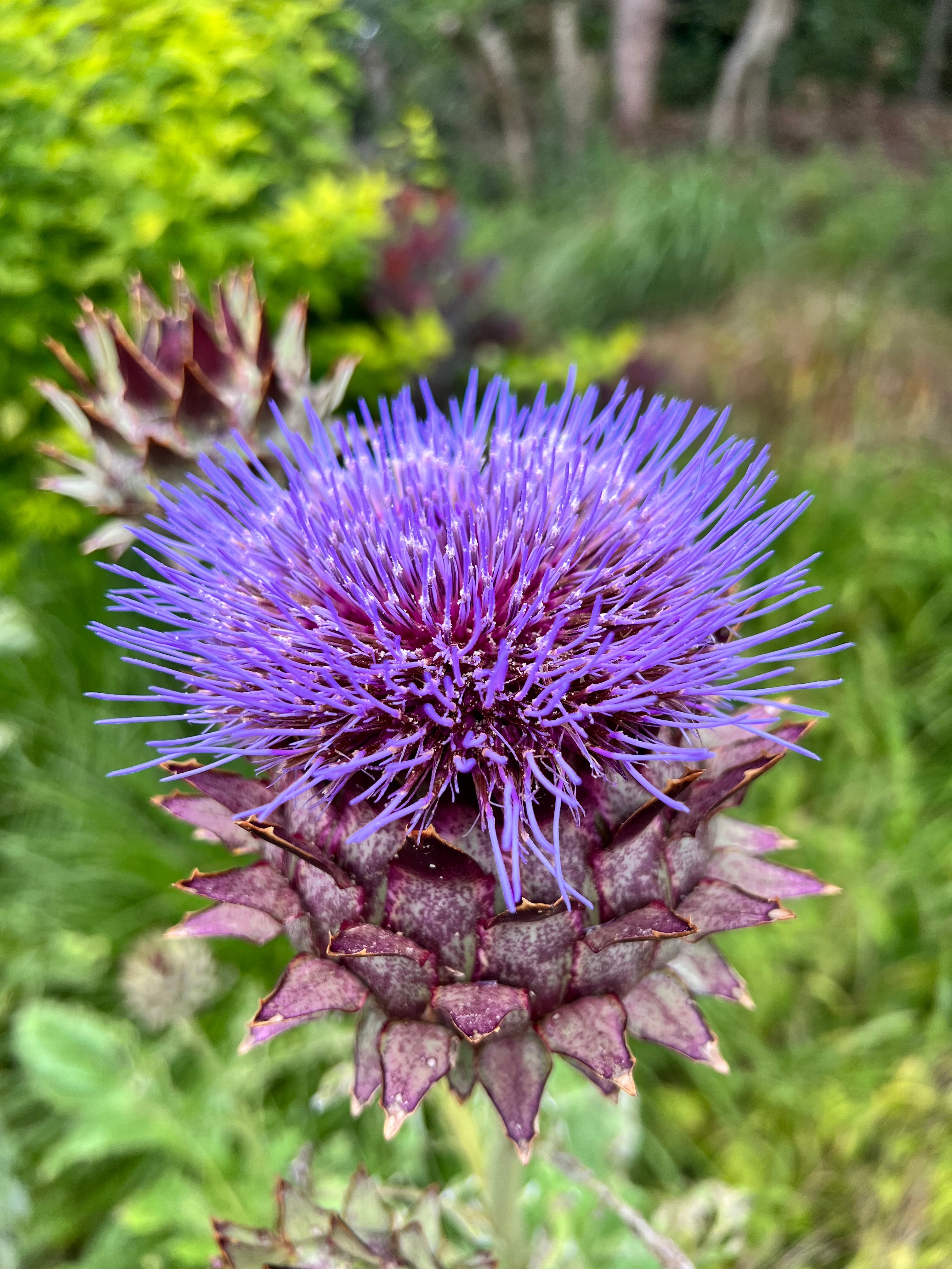 Cardoon (Artichoke Thistle) Bare Roots | DutchGrown™ EU