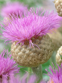 Centaurea Pulchra Major