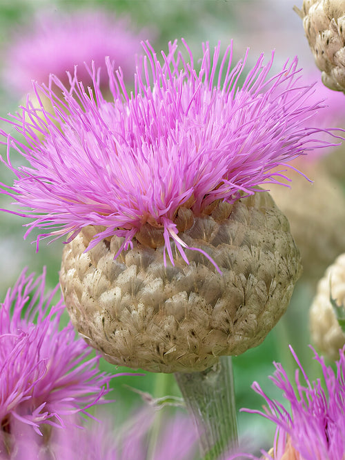 Centaurea Pulchra Major bare roots for planting in the spring