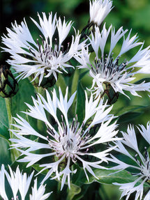 Centaurea montana Alba