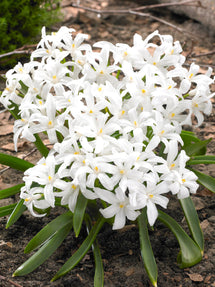 Chionodoxa Lucilea Alba (Glory of the Snow)