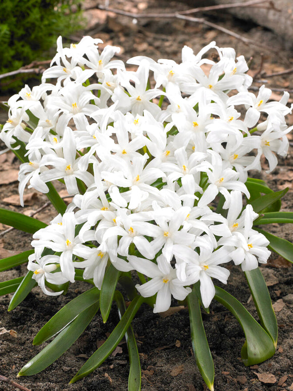 Chionodoxa Lucilea Alba (Glory of the Snow) - Early Blooming White Flower Bulbs