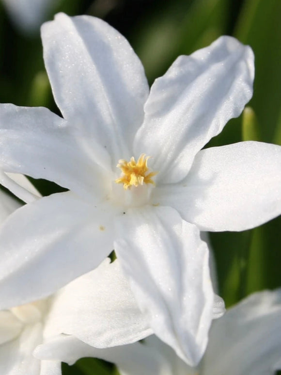 Chionodoxa Lucilea Alba (Glory of the Snow) - White Early Blooming Flower Bulbs