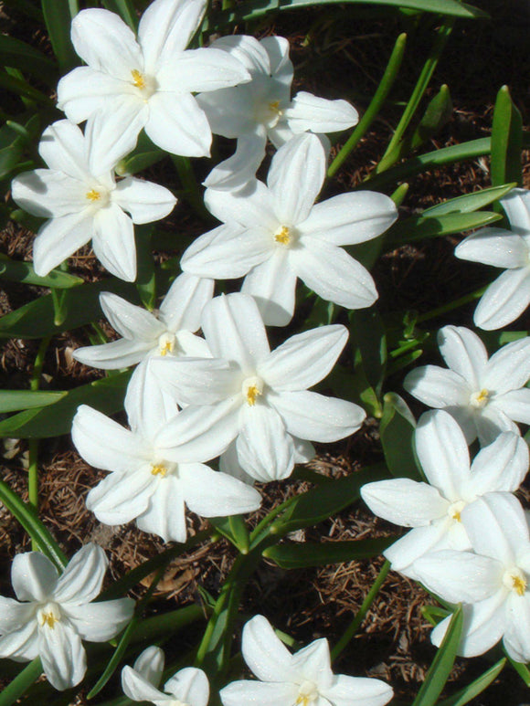 Chionodoxa Lucilea Alba (Glory of the Snow) - White Naturalizing Flower Bulbs