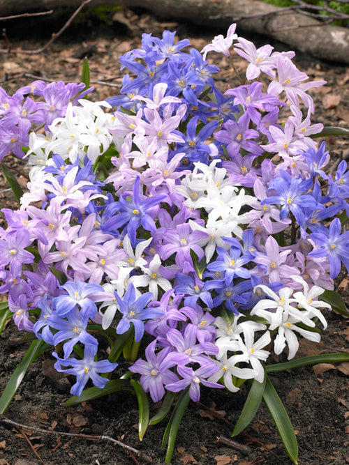 Chionodoxa Lucilea Glory of the Snow Bestseller Mix