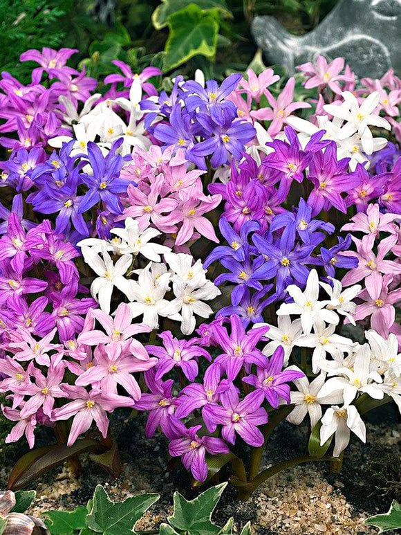 Chionodoxa Lucilea Glory of the Snow Bestseller Mix