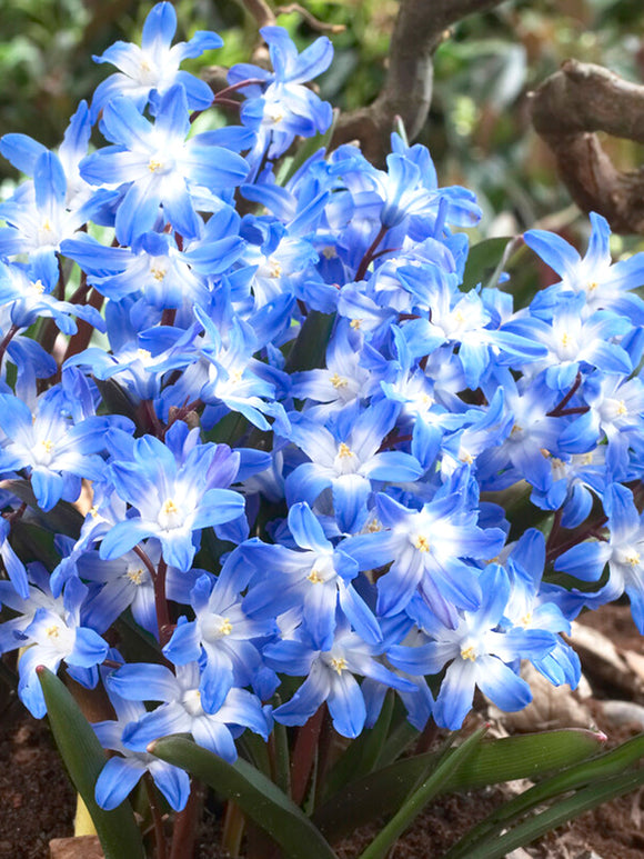 Chionodoxa Lucilea (Glory of the Snow) - Blue Easy Naturalizing Bulbs