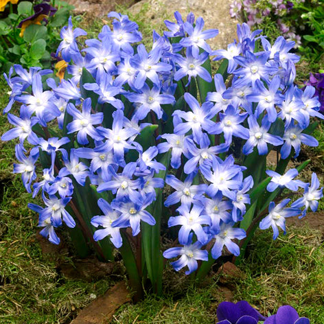 Chionodoxa (Glory of the Snow) Chionodoxa Lucilea (Glory of the Snow) - Early Blooming Blue Naturalizing Flowers