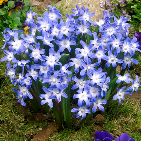 Chionodoxa Lucilea (Glory of the Snow) - Early Blooming Blue Naturalizing Flowers