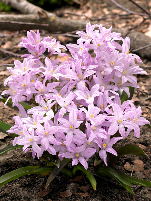 Chionodoxa Lucilea Rose Queen (Glory of the Snow)