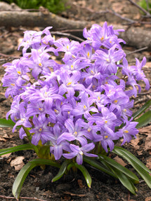 Chionodoxa Lucilea Violet Beauty (Glory of the Snow)