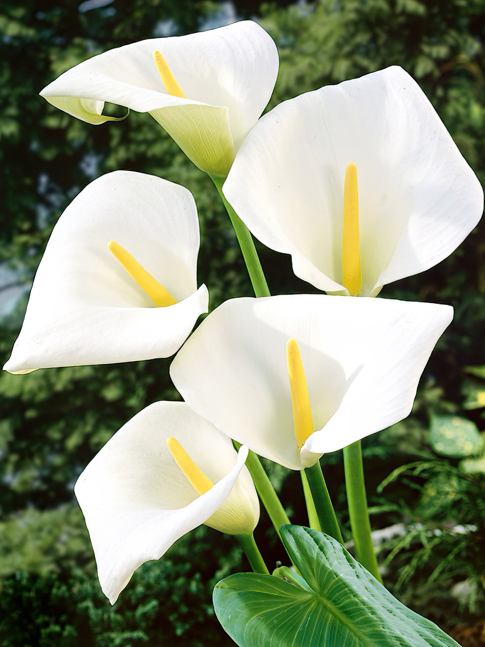 Calla Calla Lily