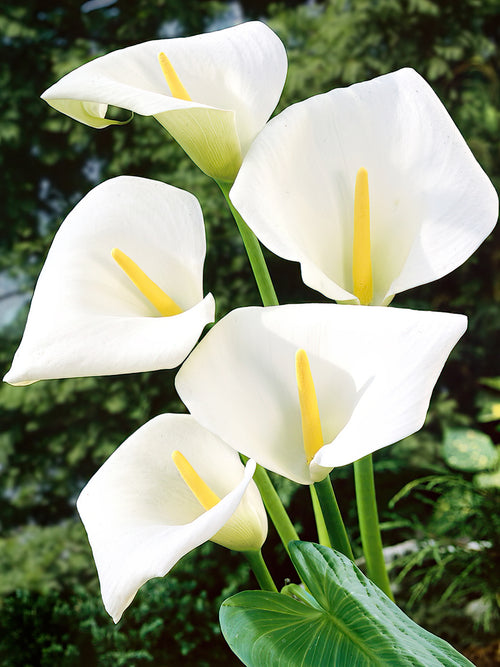Classic Large White Calla (Aethiopica)