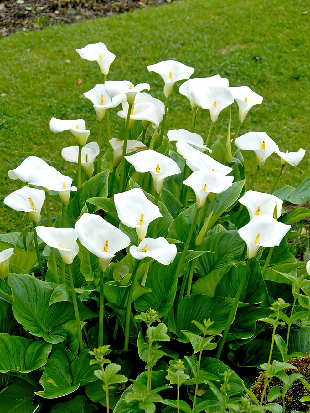 Witte Calla White Calla Lilies