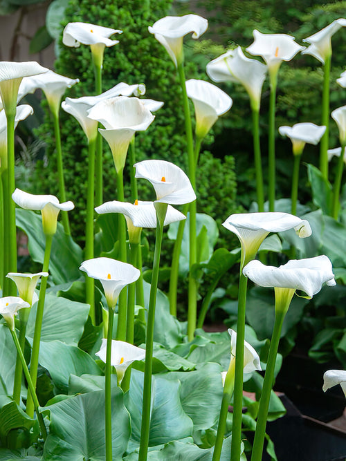 Classic Large White Calla (Aethiopica) bare roots for autumn shipping to Europe