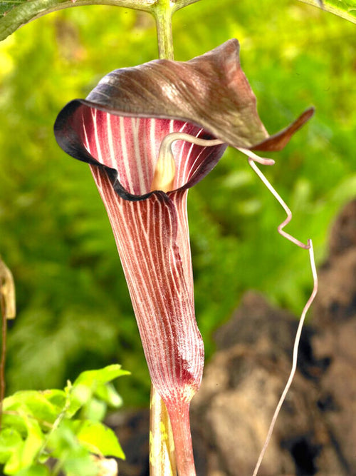 Cobra Lily (Arisaema) bulbs