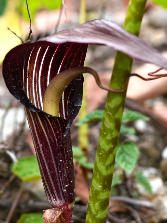 Cobra Lily Bulbs - Jack in the Pulpit