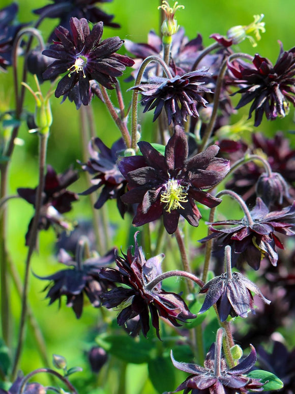 Columbine (Aquilegia) Black Barlow