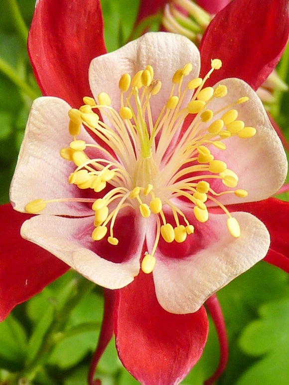 Columbine (Aquilegia) Crimson Star