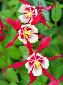 Columbine (Aquilegia) Crimson Star