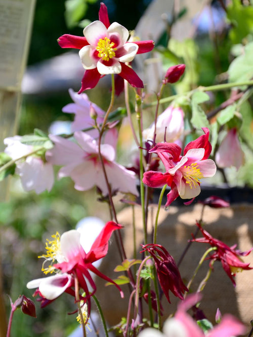 Columbine (Aquilegia) Crimson Star Bare Roots