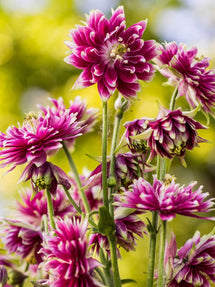 Columbine (Aquilegia) Nora Barlow