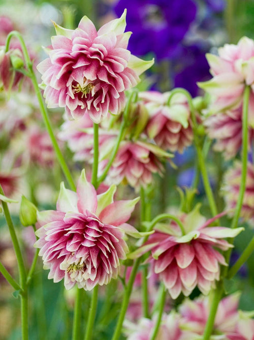 Buy Columbine (Aquilegia) Nora Barlow