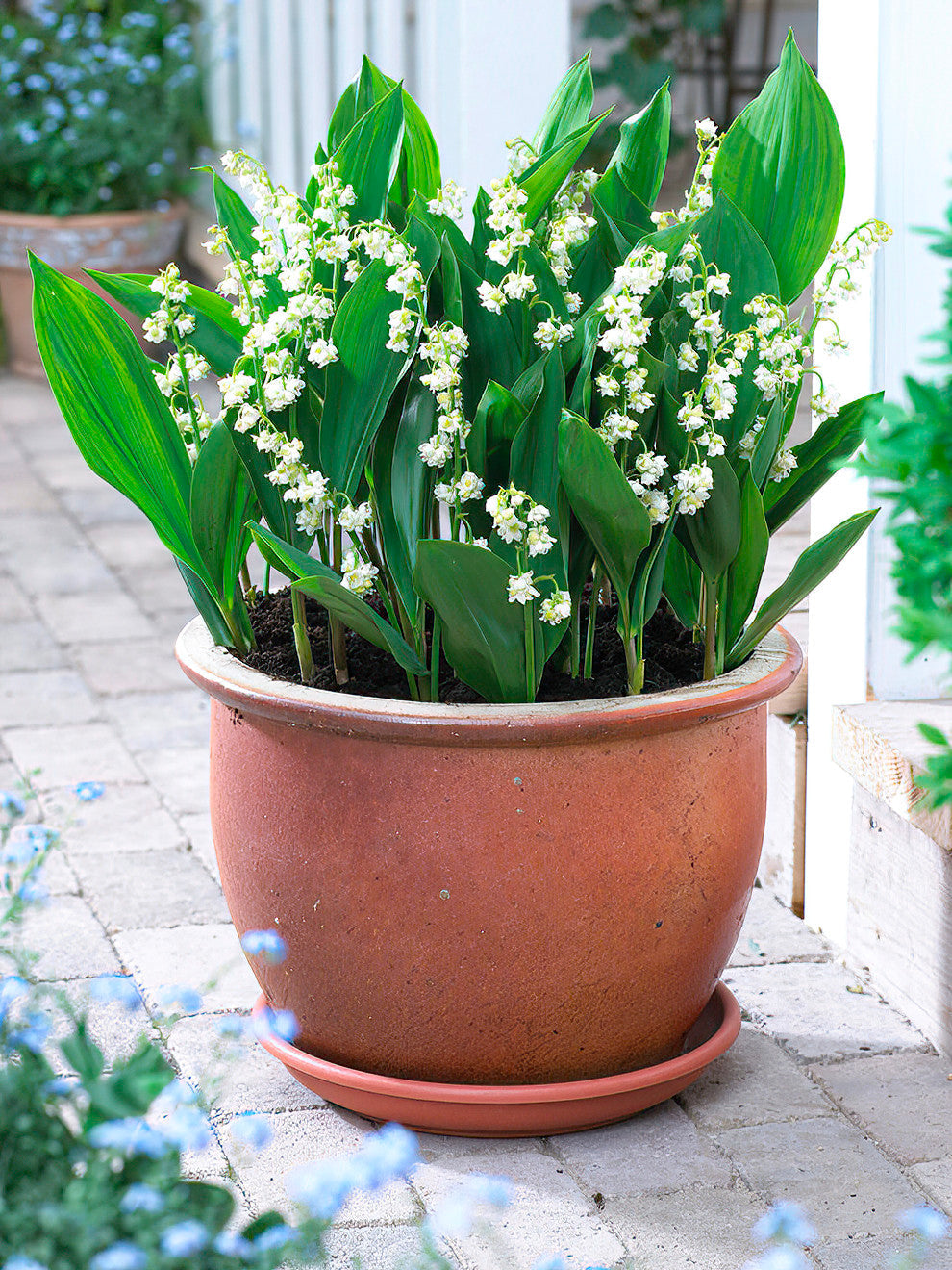 Convallaria majalis Prolificans (Lily of the valley)