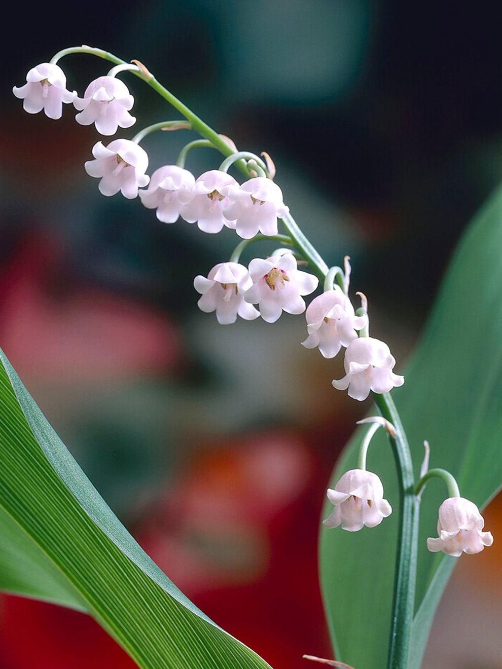 flower similar to lily of the valley 3 bulbs