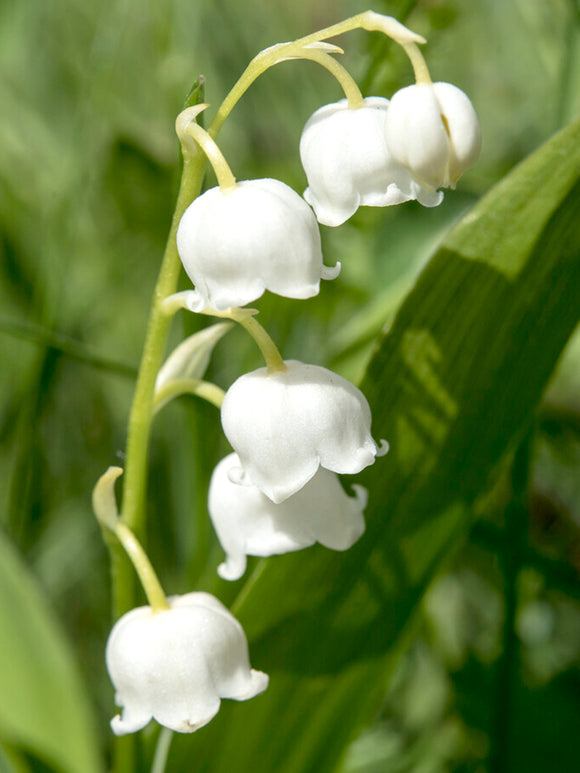 Convallaria majalis (Lily of the valley)
