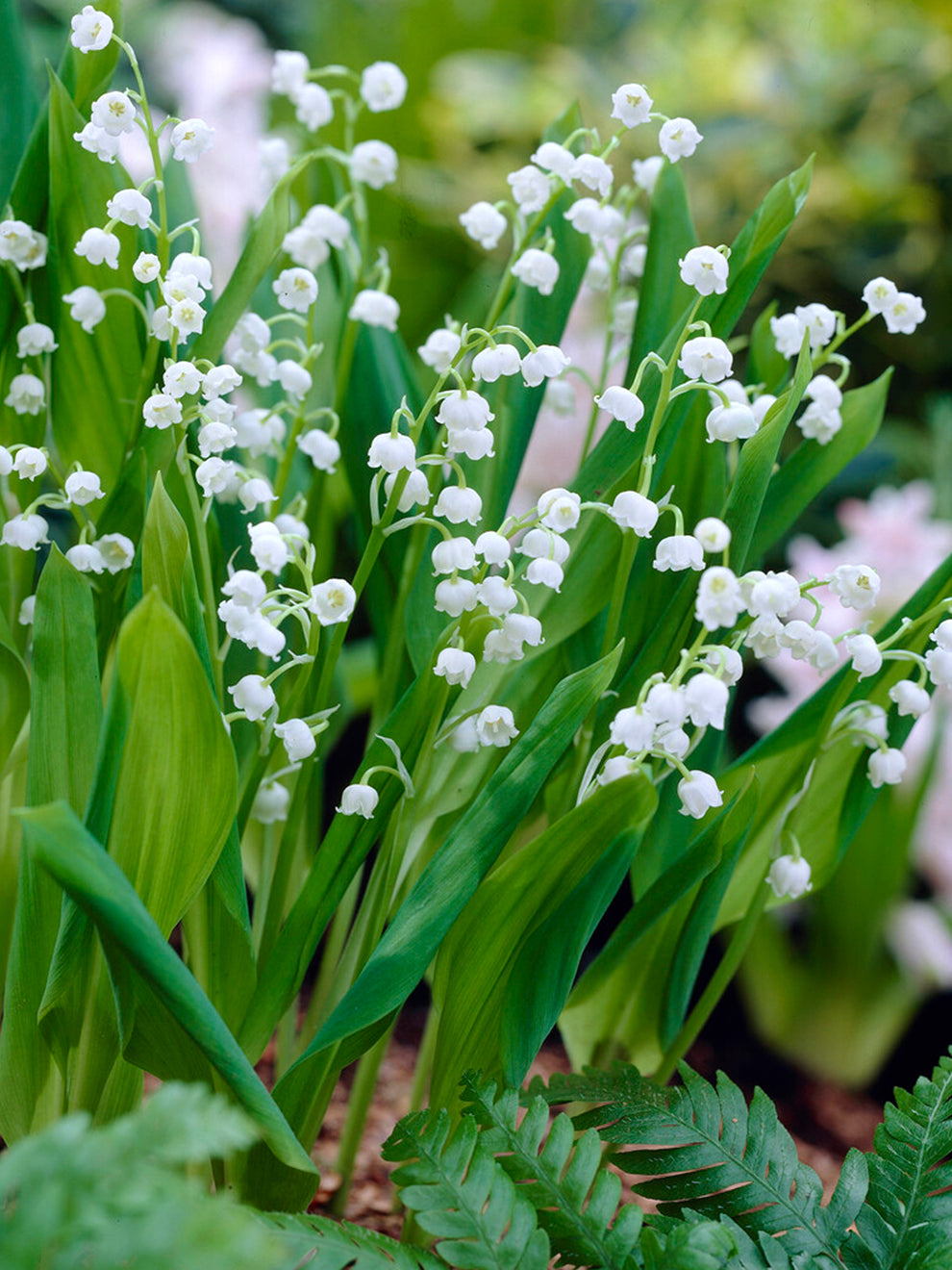thumbnail image 2 of Wild Lily Of The Valley (Convallaria Majalis Var. Montana) Blooms 2 of 12