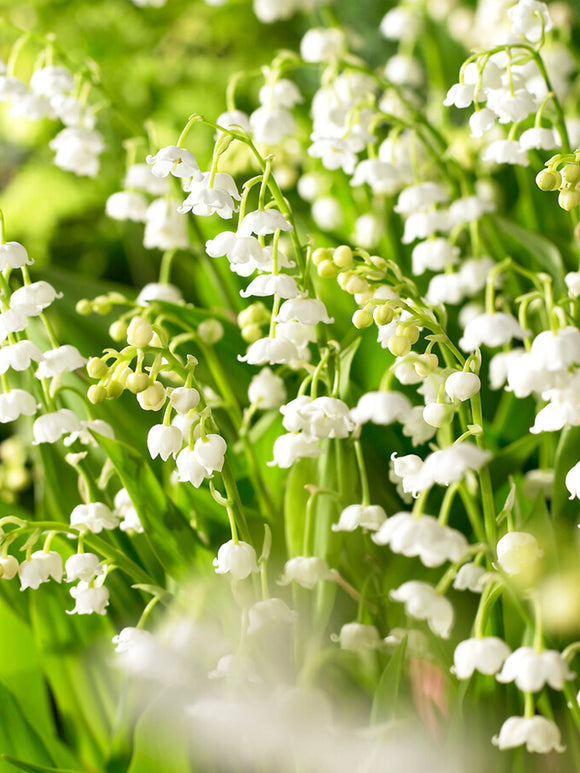 Convallaria majalis (Lily of the valley) pips for shipping in Europe