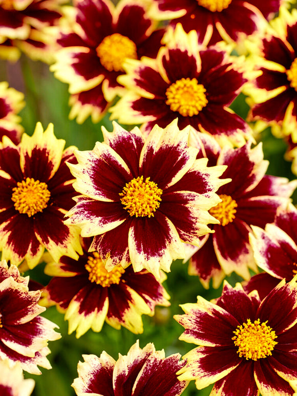 Buy Coreopsis Solar Fancy (Tickseed) bare roots