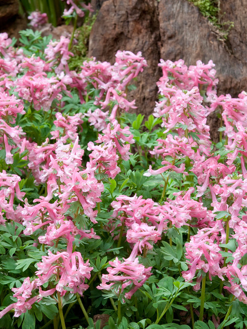Corydalis solida ‘Beth Evans’ with soft pink flowers blooming in early spring