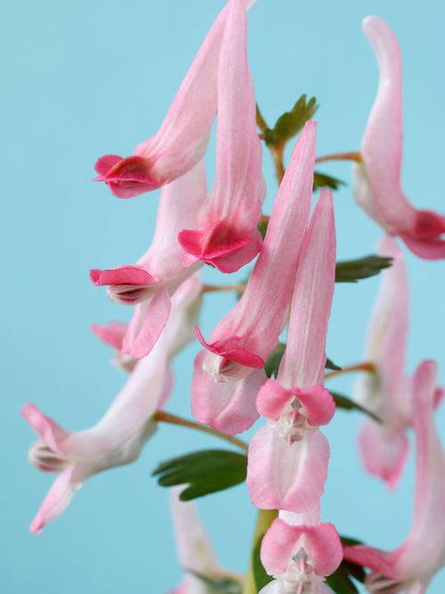 Pink Corydalis ‘Beth Evans’ growing in a shady woodland garden