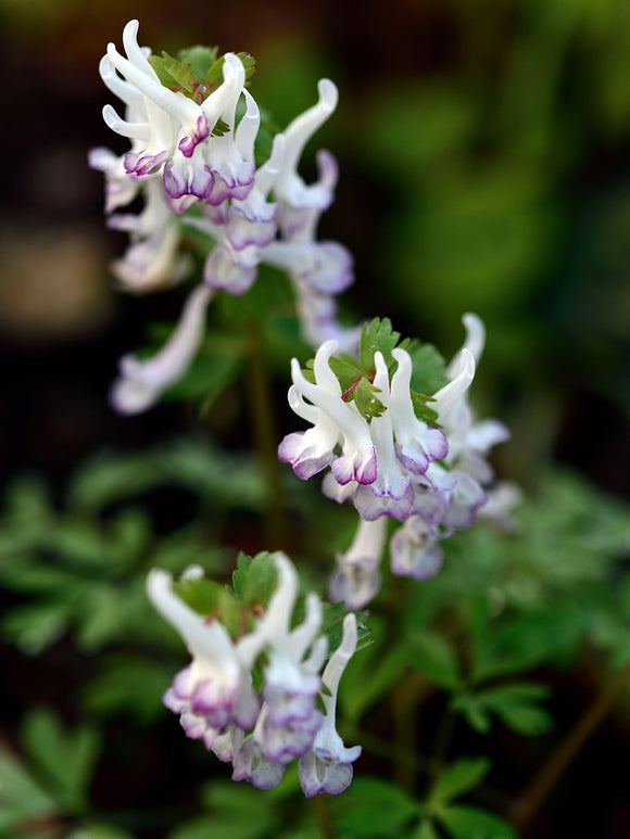 Corydalis solida ‘Merlin’ | Early Spring Flower for Shade