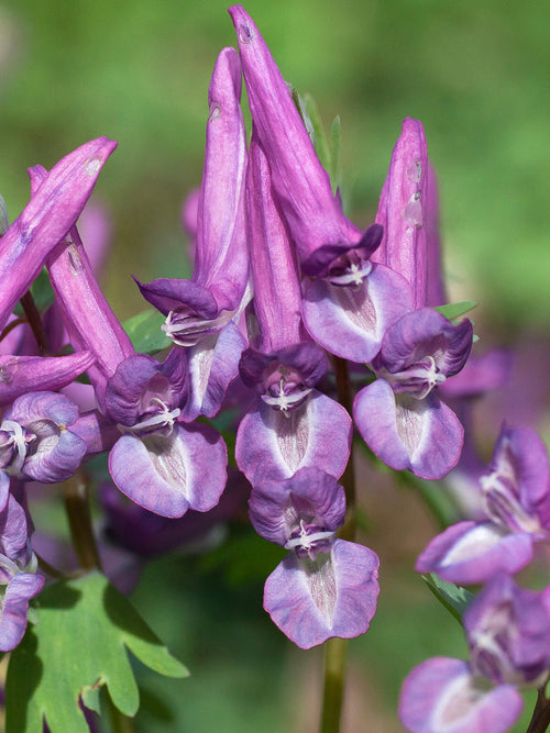Early spring Corydalis ‘Purple Bird’ growing in a shaded garden