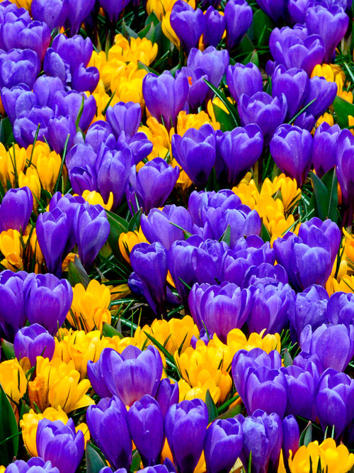 Purple and yellow crocus bulbs - UK Delivery