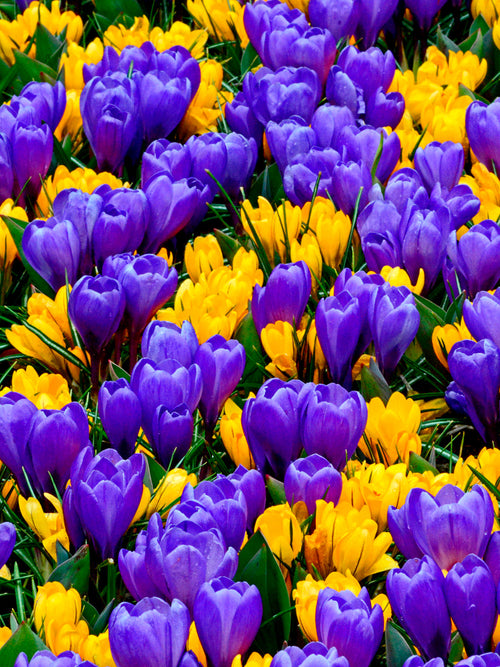 Purple and yellow crocus bulbs - UK Delivery