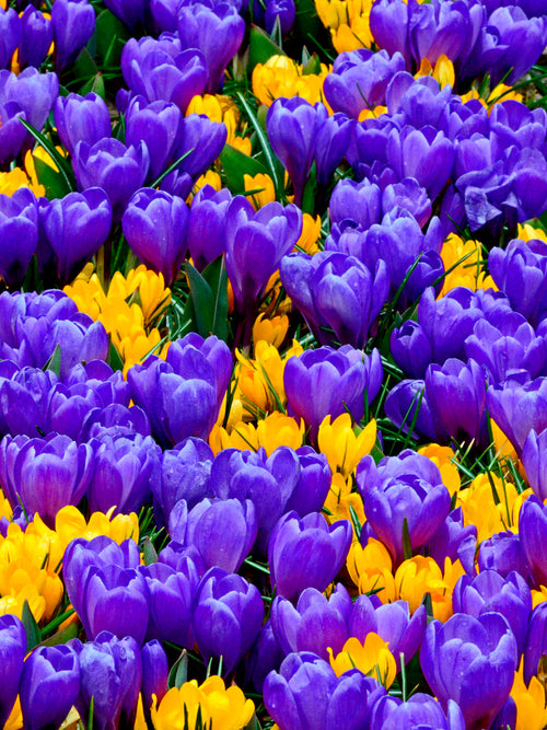 Purple and yellow crocus bulbs - UK Delivery