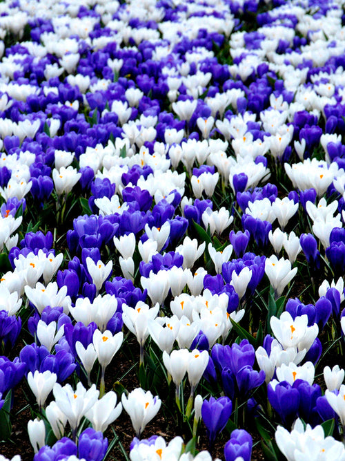 Blue and white crocus mix