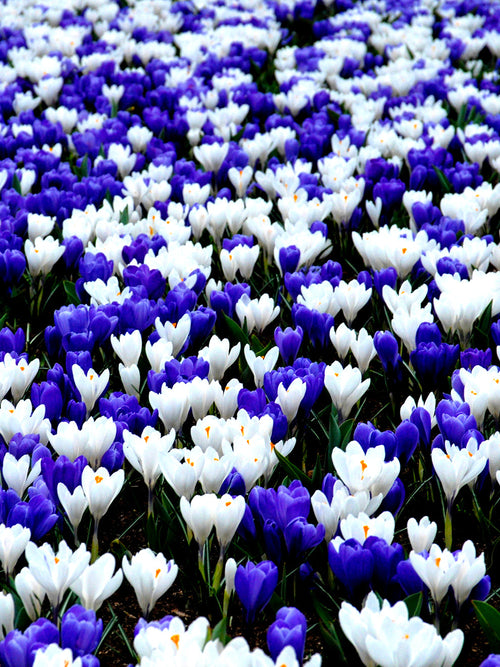 Mixed blue and white crocus bulbs