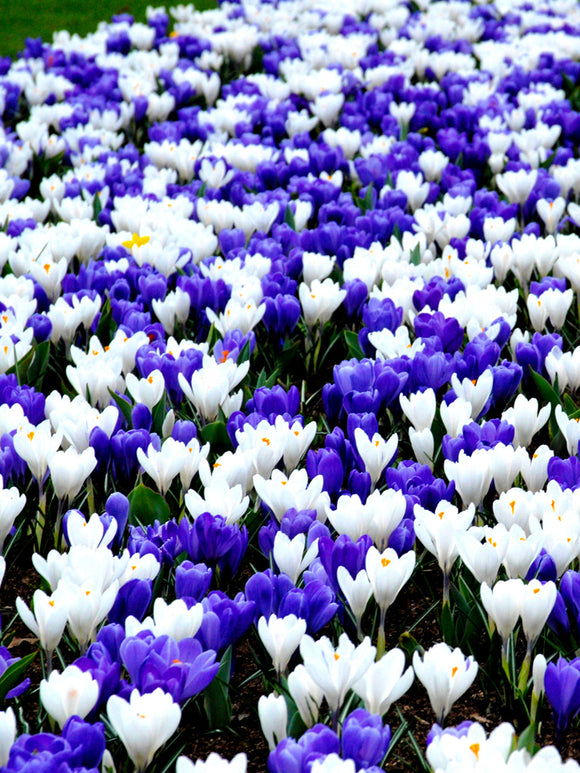 Mixed blue and white crocus bulbs