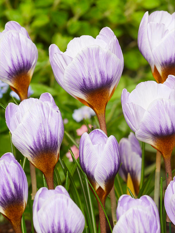 Crocus Blue Marlin with silvery white petals washed with lavender blue