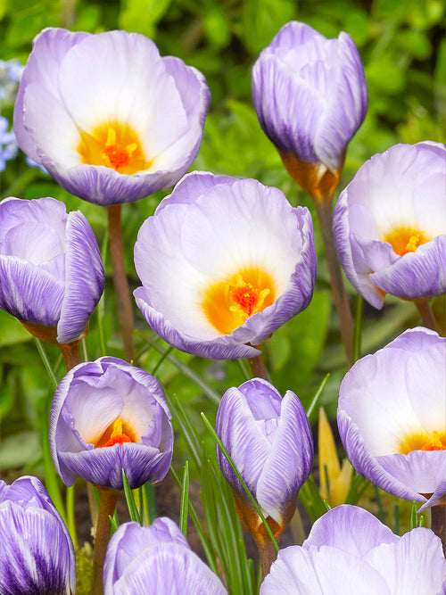 Cluster of Crocus Blue Marlin with soft painted petals