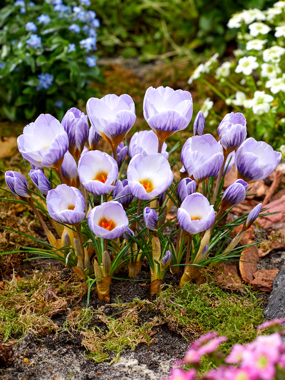 Crocus Blue Marlin adding elegant colour to a spring garden